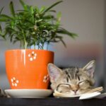 Katze liegt neben Pflanze