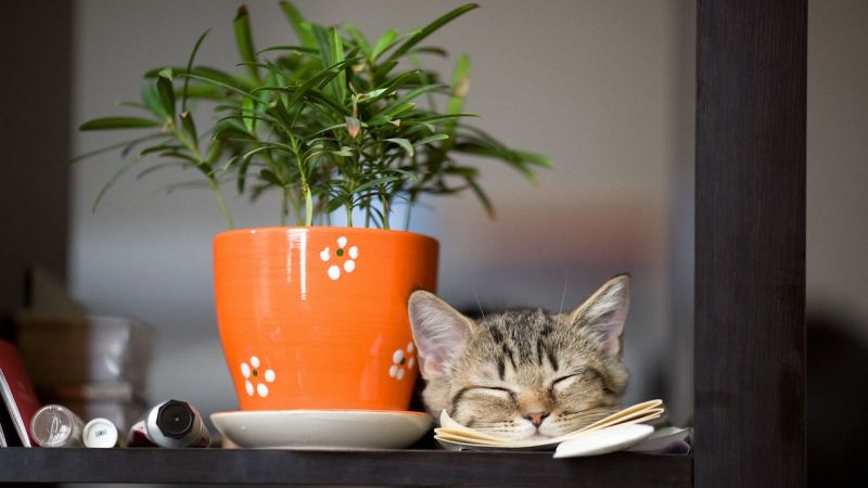 Katze liegt neben Pflanze