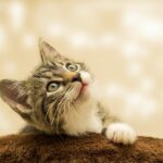 Katze schaut nach oben
