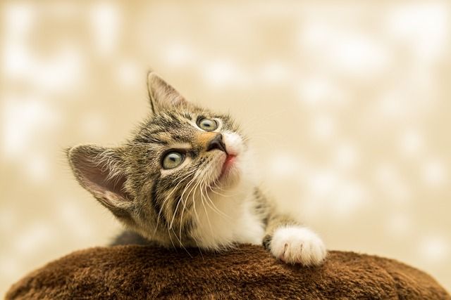 Katze schaut nach oben
