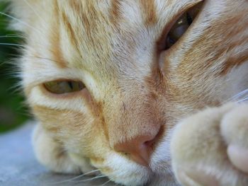 Katze ist krank