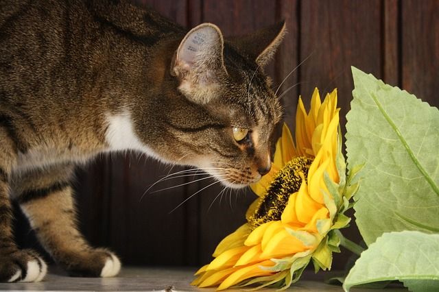 Katze schnuppert an Sonnenblume
