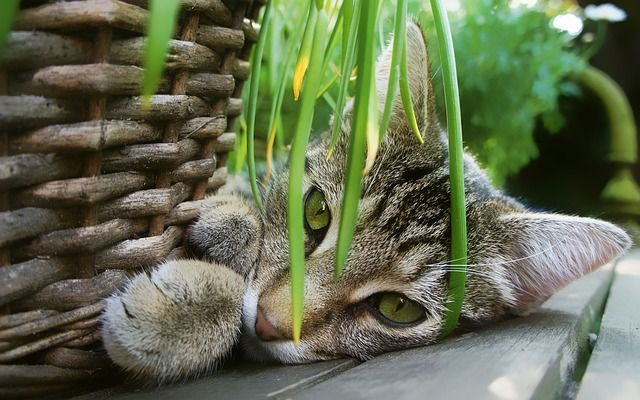 Katze spielt mit Zimmerpflanze
