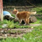 Junge Katze auf dem Bauernhof