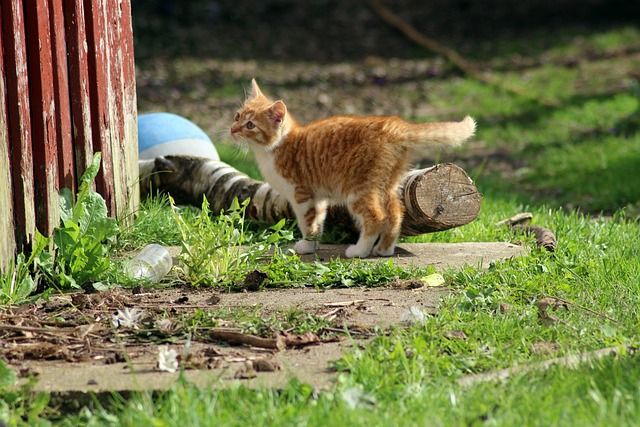Junge Katze auf dem Bauernhof