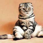 lustige katze sitzt