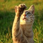 Katze beim trainieren