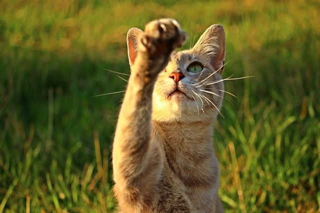 Katze beim trainieren