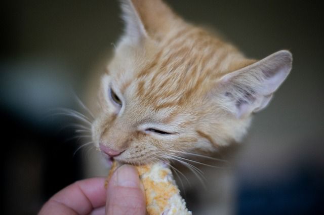 Katze wird gefüttert