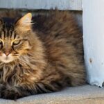 Katze mit langem Fell