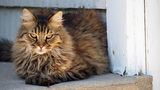 Katze mit langem Fell