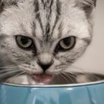 Katze am Futternapf