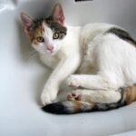 Katze im Waschbecken