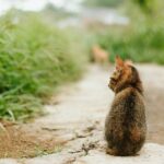 Katze auf der Straße