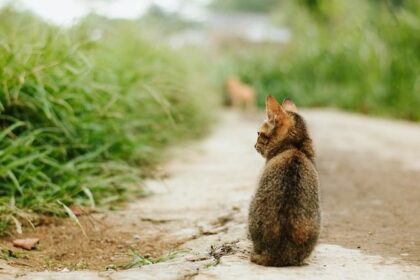 Katze auf der Straße