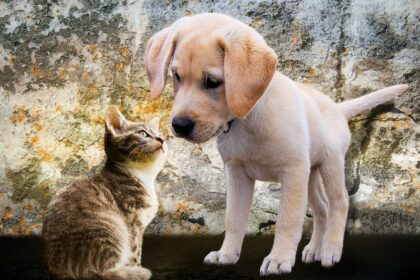 Junge Katze mit einem Welpen