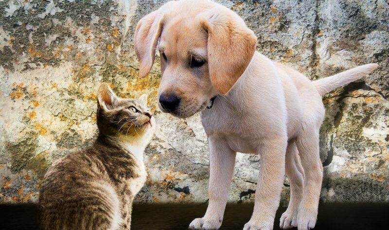 Junge Katze mit einem Welpen