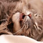 Katze mit langen Haaren