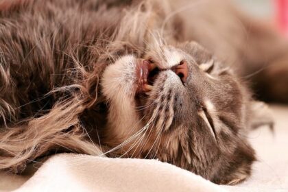 Katze mit langen Haaren