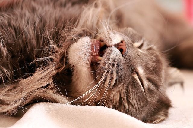 Katze mit langen Haaren