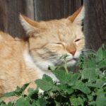 Katze riecht an Minze