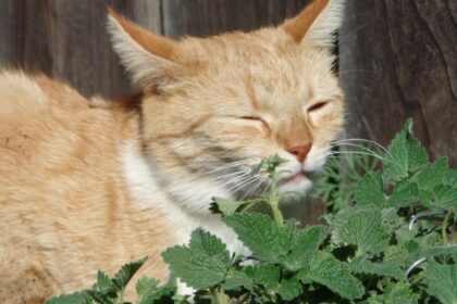 Katze riecht an Minze