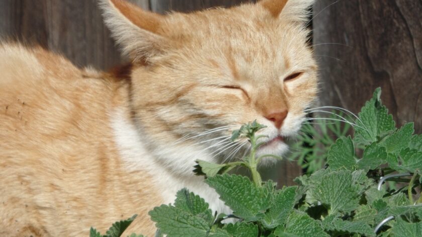 Katze riecht an Minze