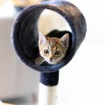 Katze im Katzentunnel