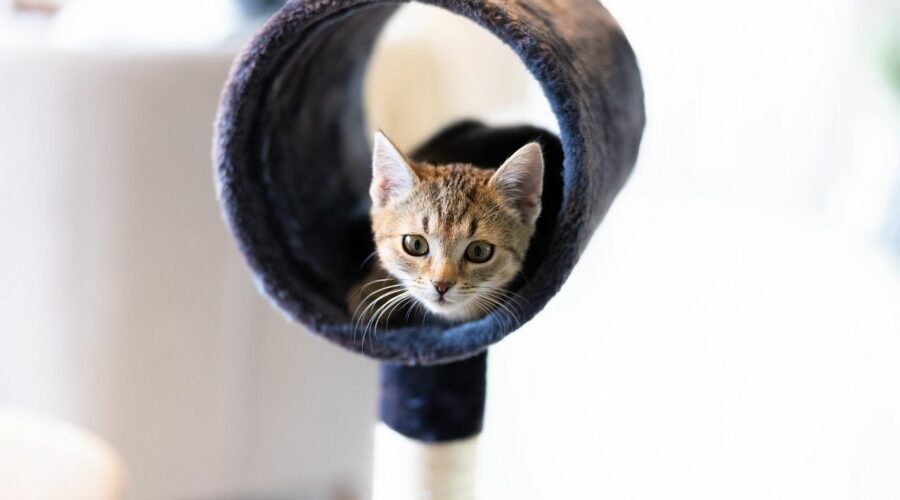 Katze im Katzentunnel