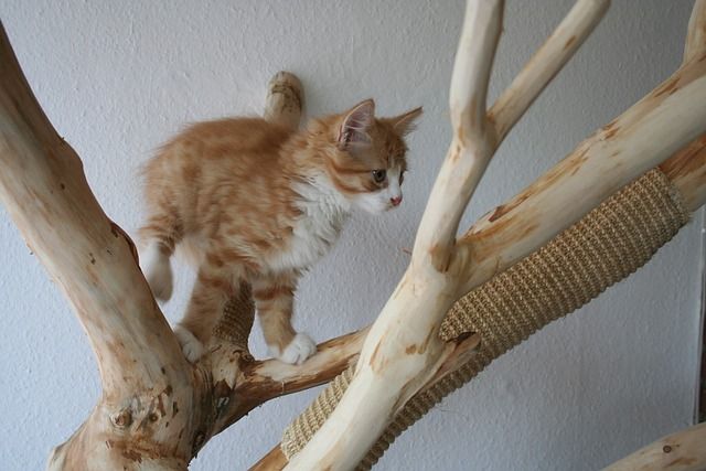 Katze auf dem Kratzbaum