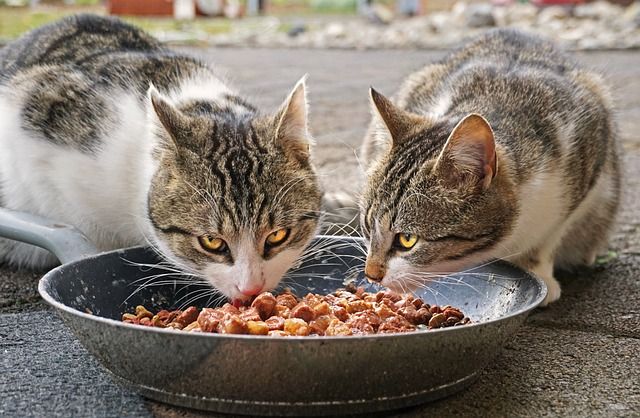 Trockenfutter Nassfutter Katze