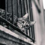 Katze auf dem Balkon