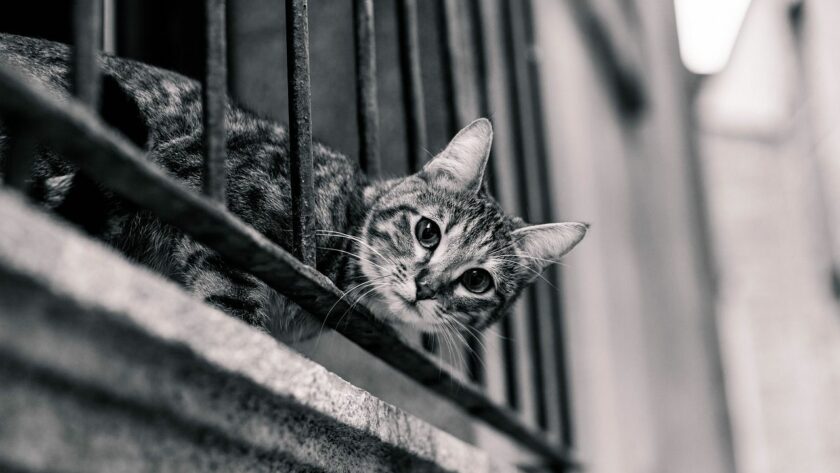 Katze auf dem Balkon