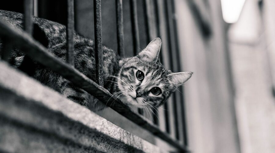 Katze auf dem Balkon