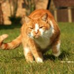 Katze intepretieren