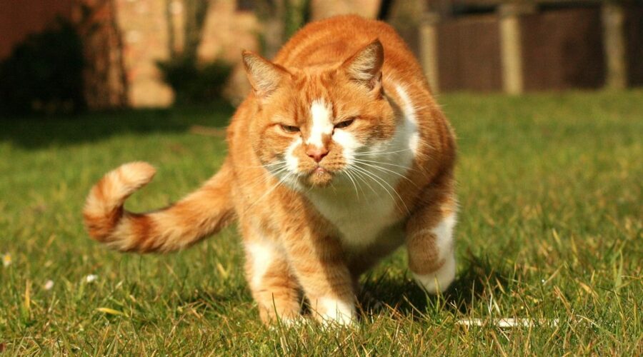 Katze intepretieren