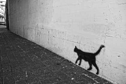 Schatten Katze Kunstwerk
