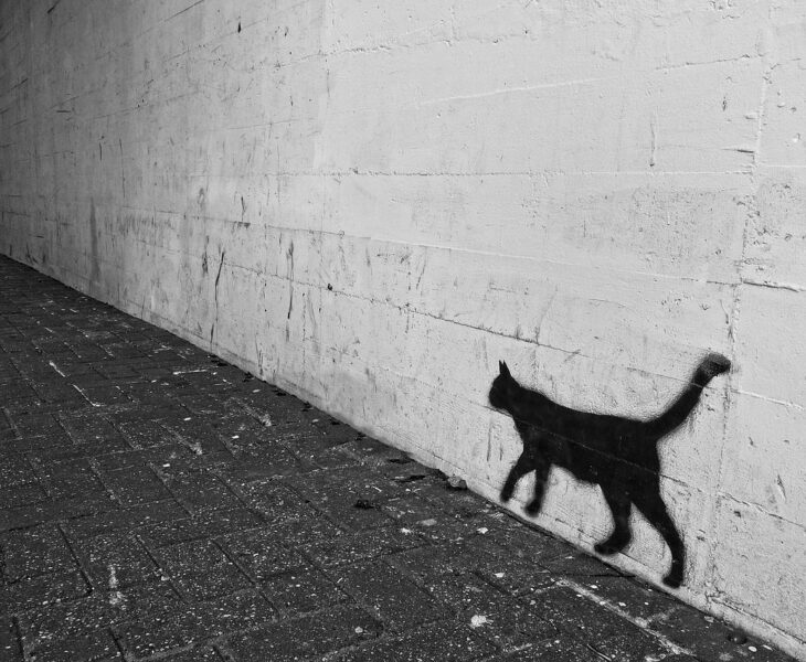 Schatten Katze Kunstwerk