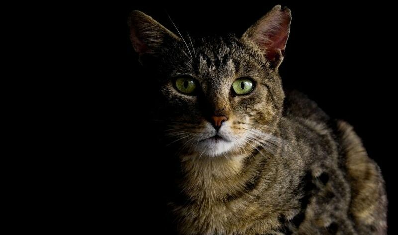 Katze ist nachts wach