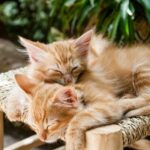 Katzen Fellfarben