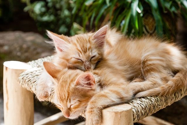 Katzen Fellfarben