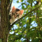 Katze im Baum