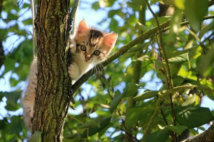 Katze im Baum