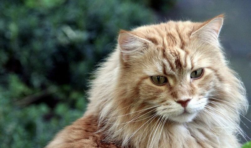 braune Main Coon Katze