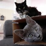 Katzen beim Umzug