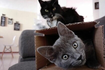 Katzen beim Umzug