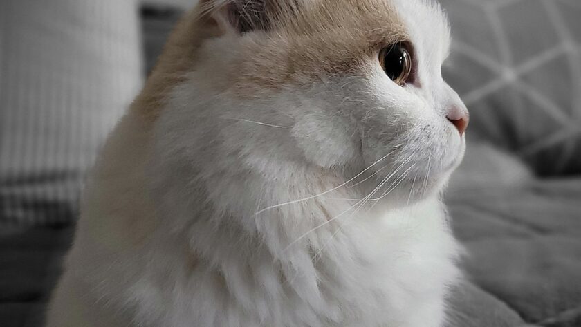 Muschkin Katze auf dem Sofa