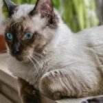 Ragdoll Katze