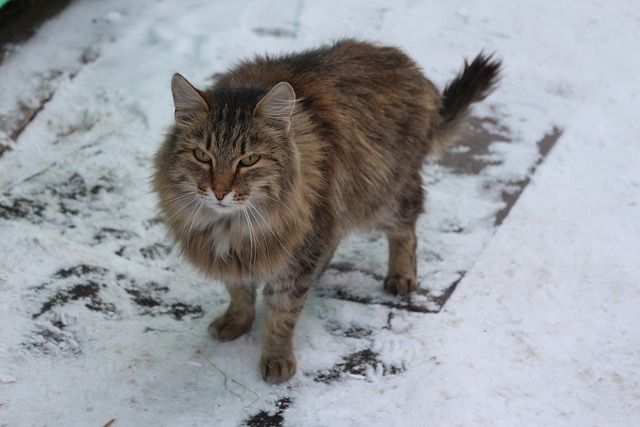 Sibirische Katze im Schnee