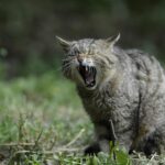Unteschied Wildkatze Hauskatze